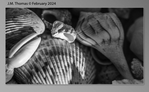 Macro Shells Feb 2024-34.jpg